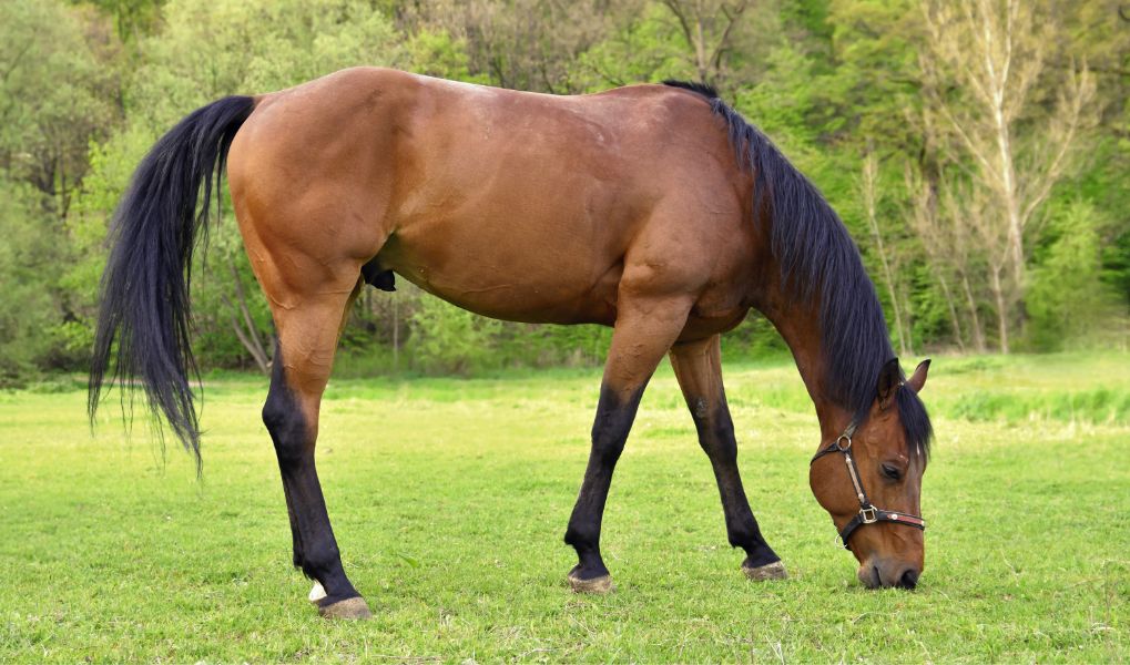 Haras De Conques Elevage De Chevaux Bordeaux Horse Eating In The Meadow 1