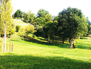 Haras De Conques Elevage De Chevaux Bordeaux Img 1 