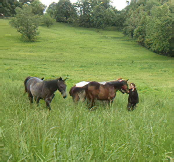 Haras De Conques Elevage De Chevaux Bordeaux Img 10 