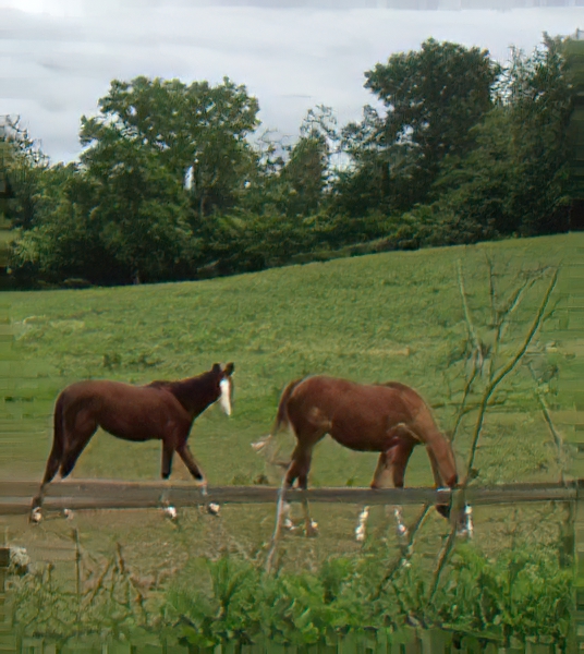 Haras De Conques Elevage De Chevaux Bordeaux Img 9 