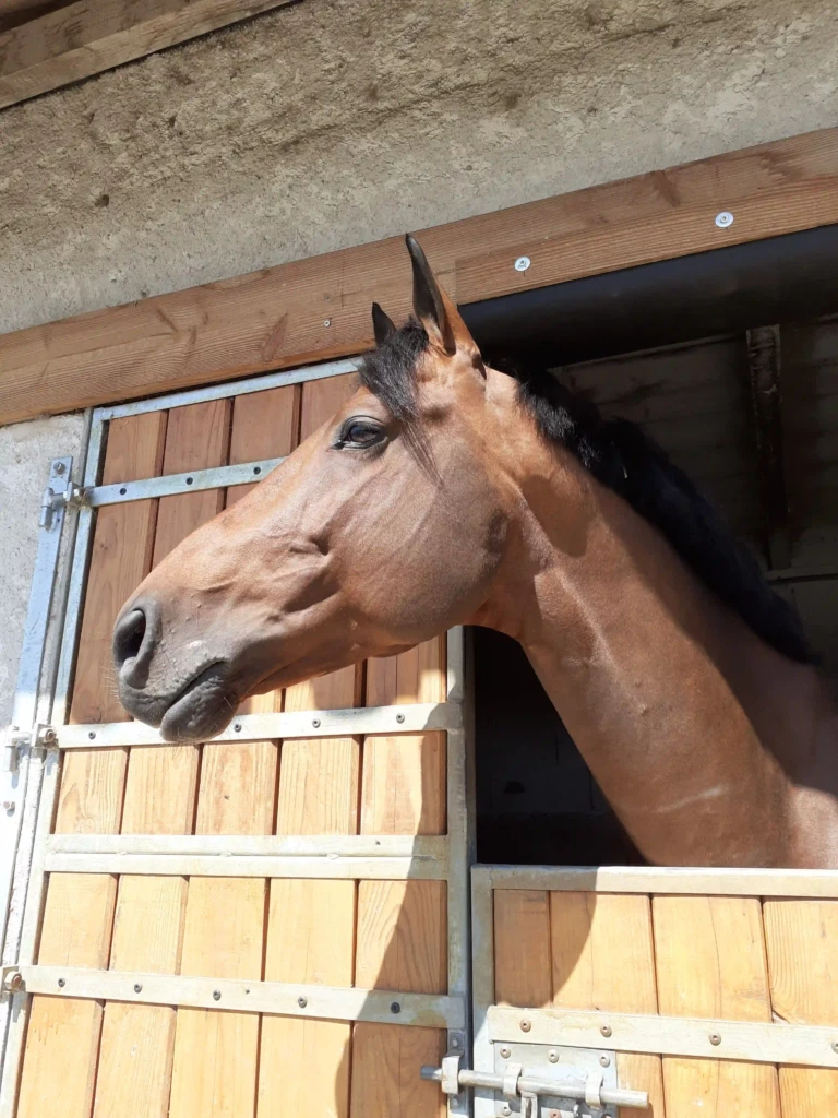 Haras De Conques Elevage De Chevaux Bordeaux 20210403 150951 1