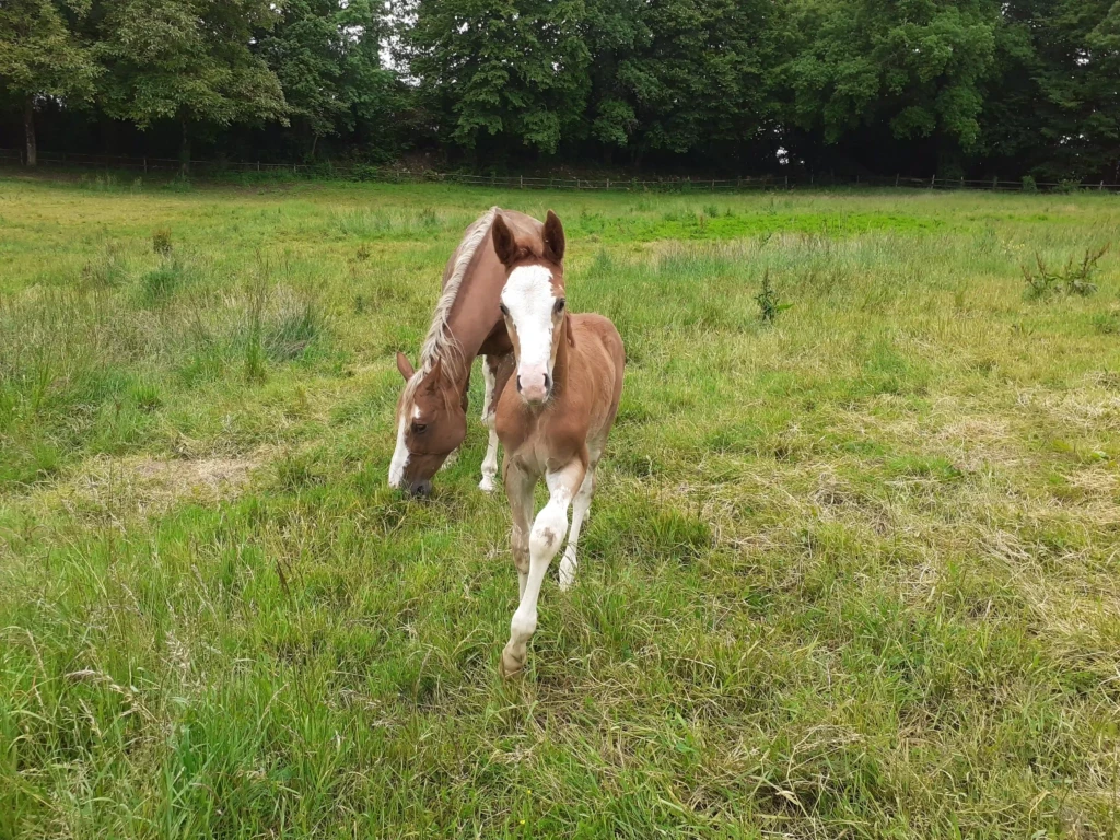 Haras De Conques Elevage De Chevaux Bordeaux 20210522 155428 1