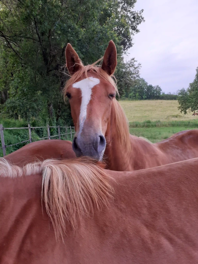 Haras De Conques Elevage De Chevaux Bordeaux 20210701 200158 1