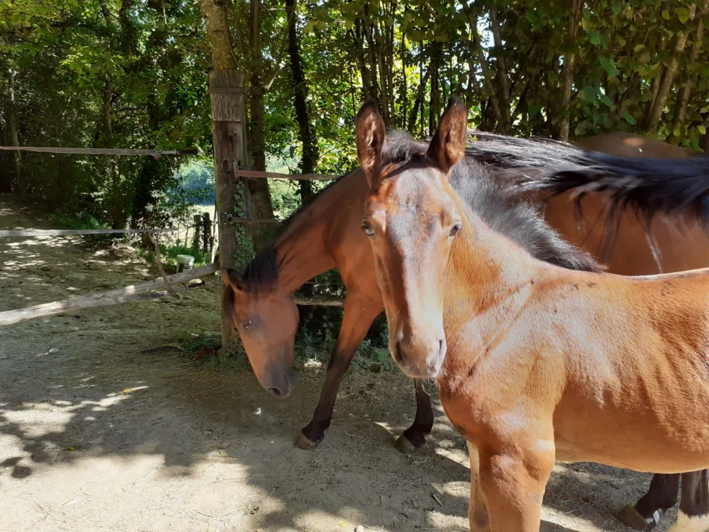 Haras De Conques Elevage De Chevaux Bordeaux 20210829 160753 1