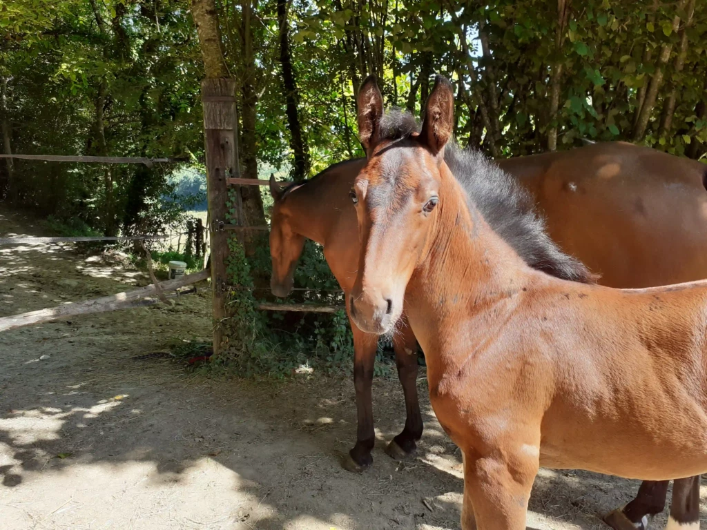 Haras De Conques Elevage De Chevaux Bordeaux 20210829 160756 1