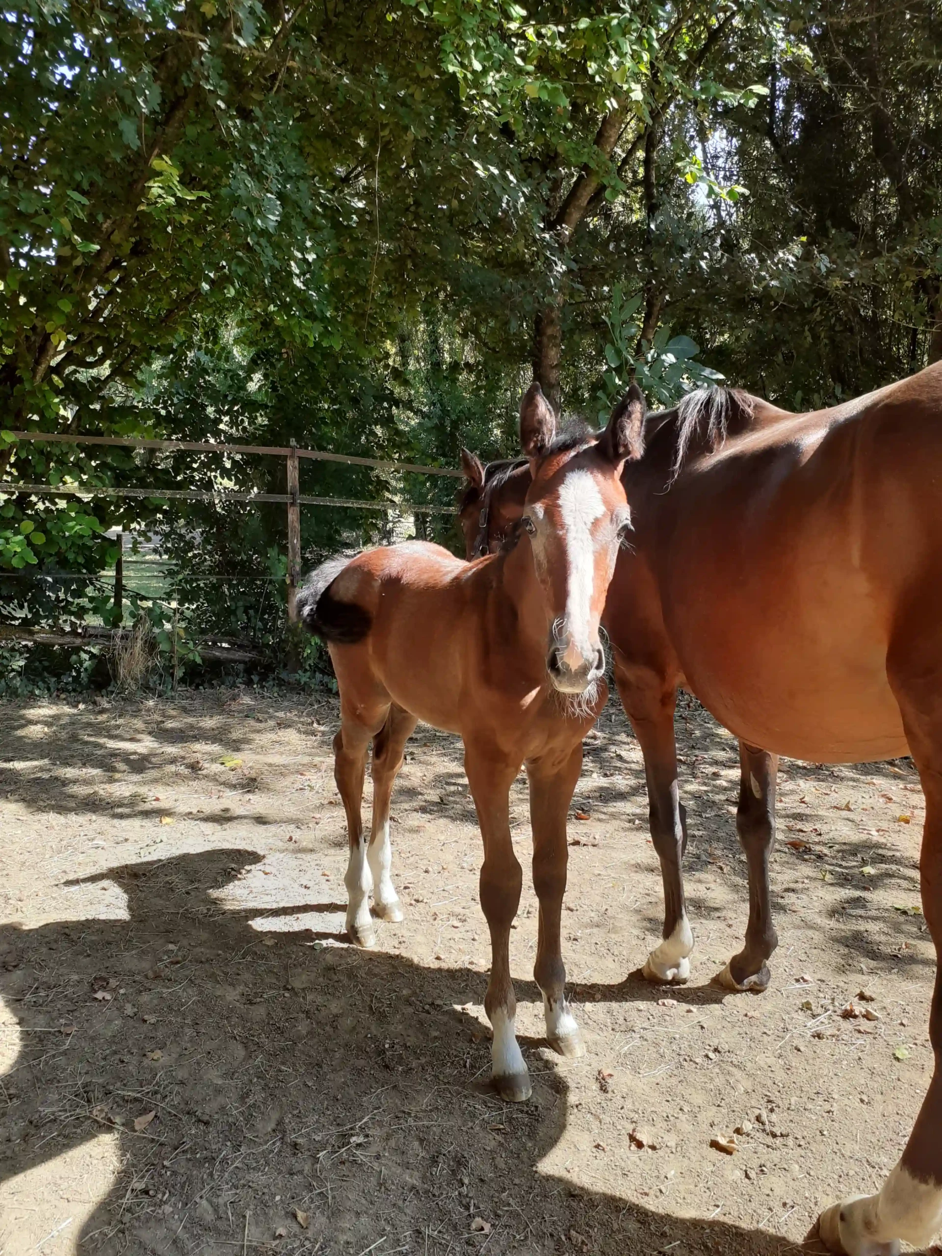 Haras De Conques Elevage De Chevaux Bordeaux 20210829 160817 1