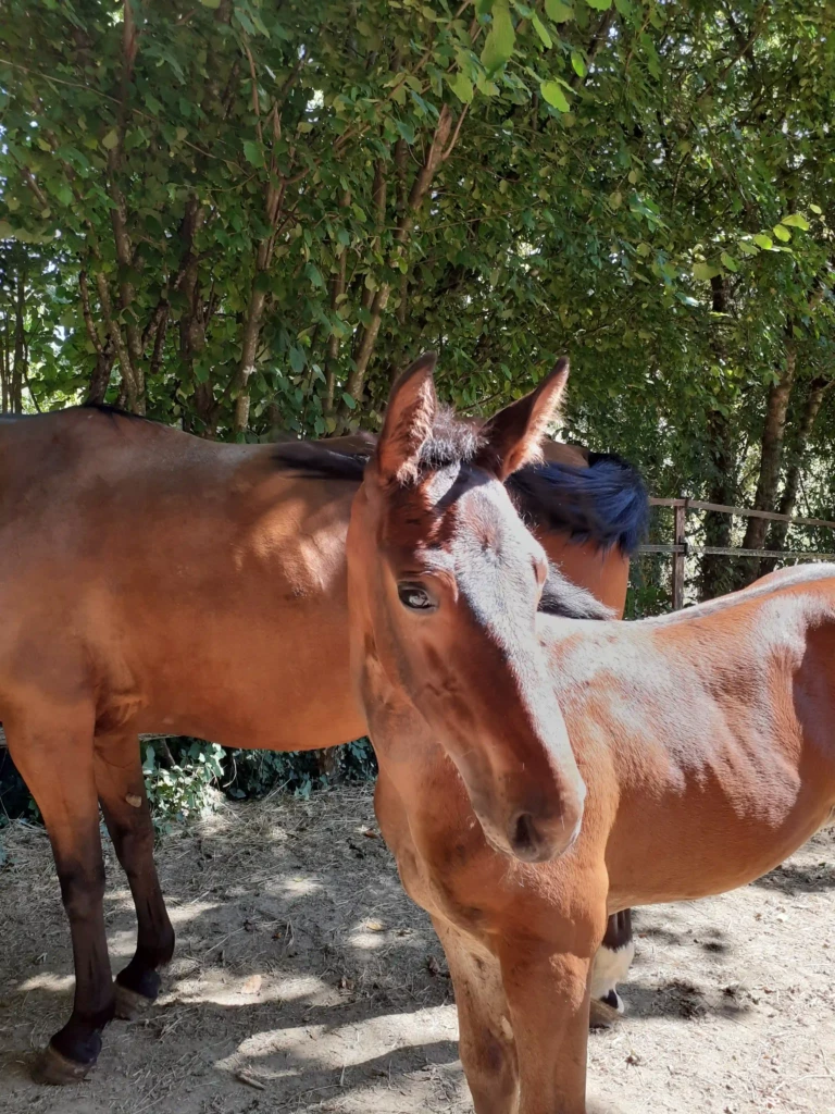 Haras De Conques Elevage De Chevaux Bordeaux 20210829 160839 1