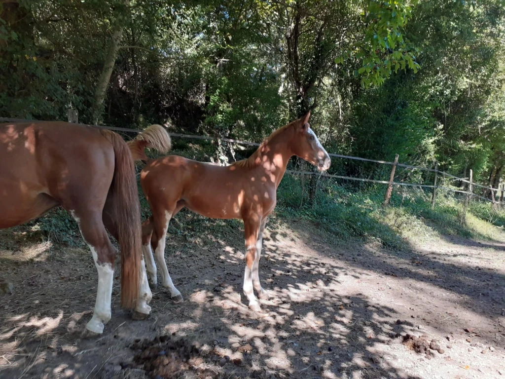 Haras De Conques Elevage De Chevaux Bordeaux 20210922 151424 1
