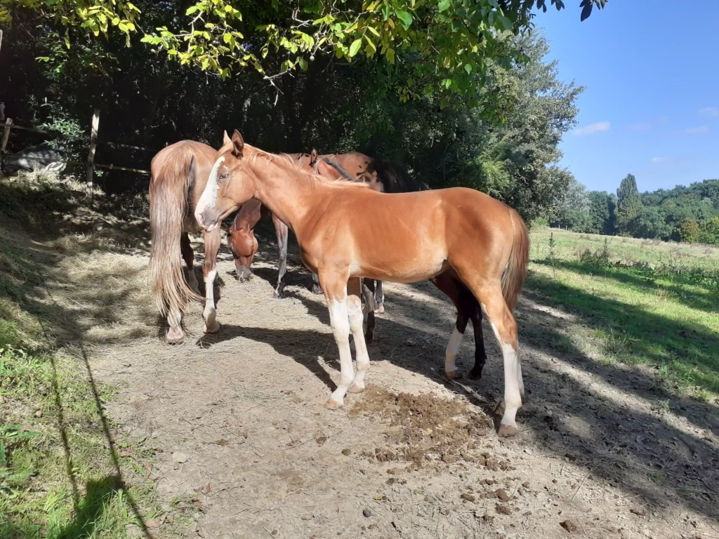 Haras De Conques Elevage De Chevaux Bordeaux 20210923 160056 1