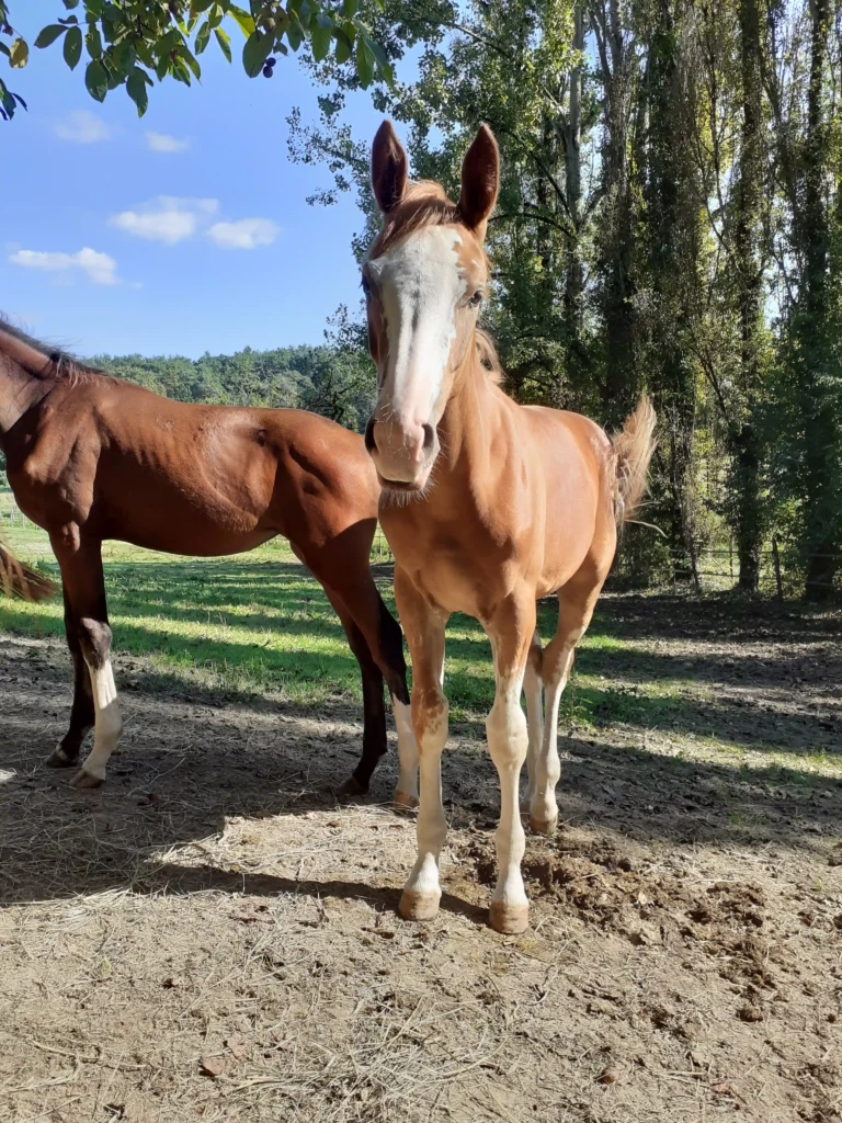 Haras De Conques Elevage De Chevaux Bordeaux 20210923 160113 1