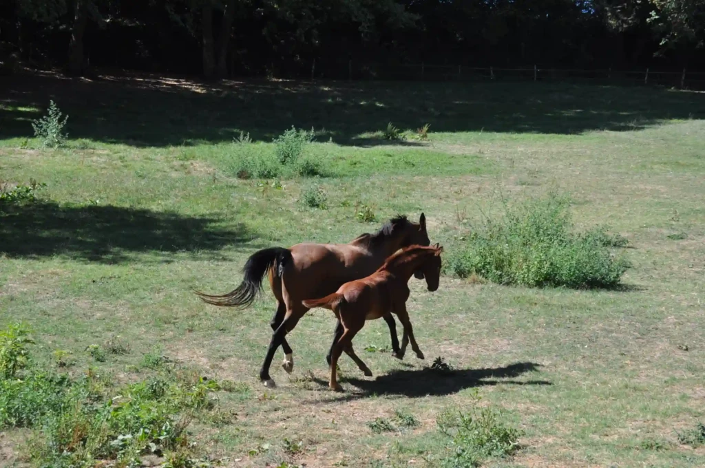 Haras De Conques Elevage De Chevaux Bordeaux Copie De DSC 0496 1