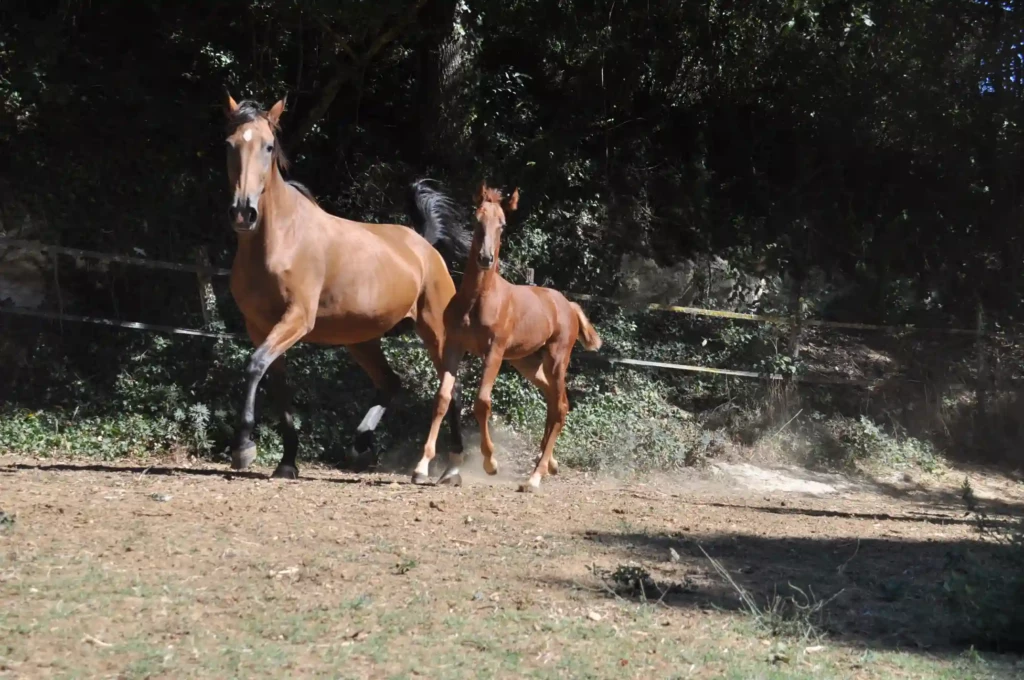 Haras De Conques Elevage De Chevaux Bordeaux DSC 0497 1
