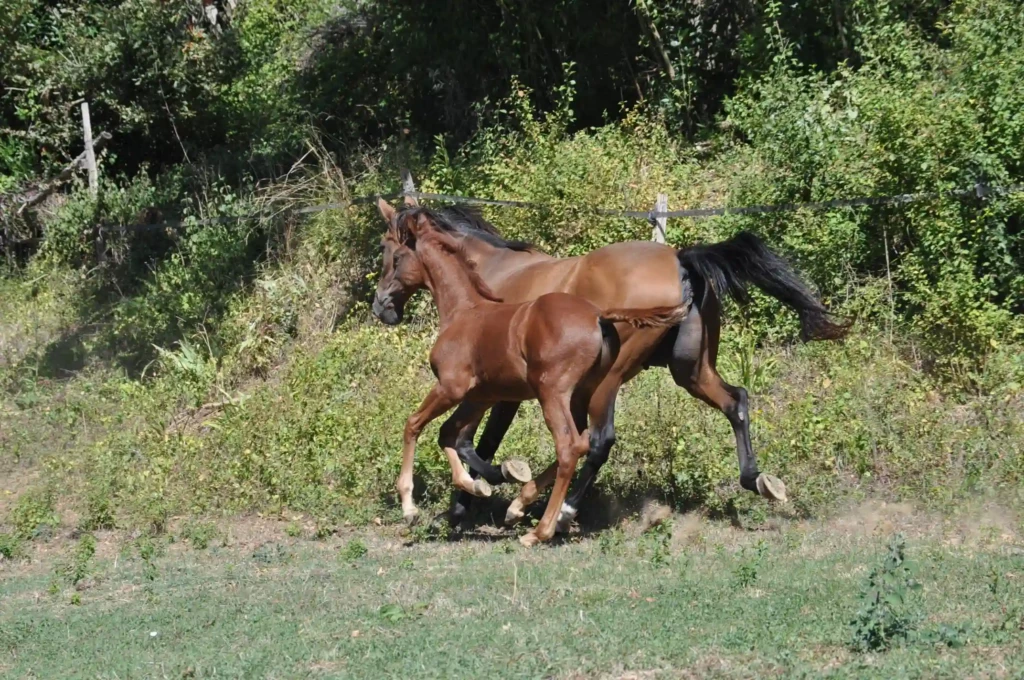 Haras De Conques Elevage De Chevaux Bordeaux DSC 0521 1