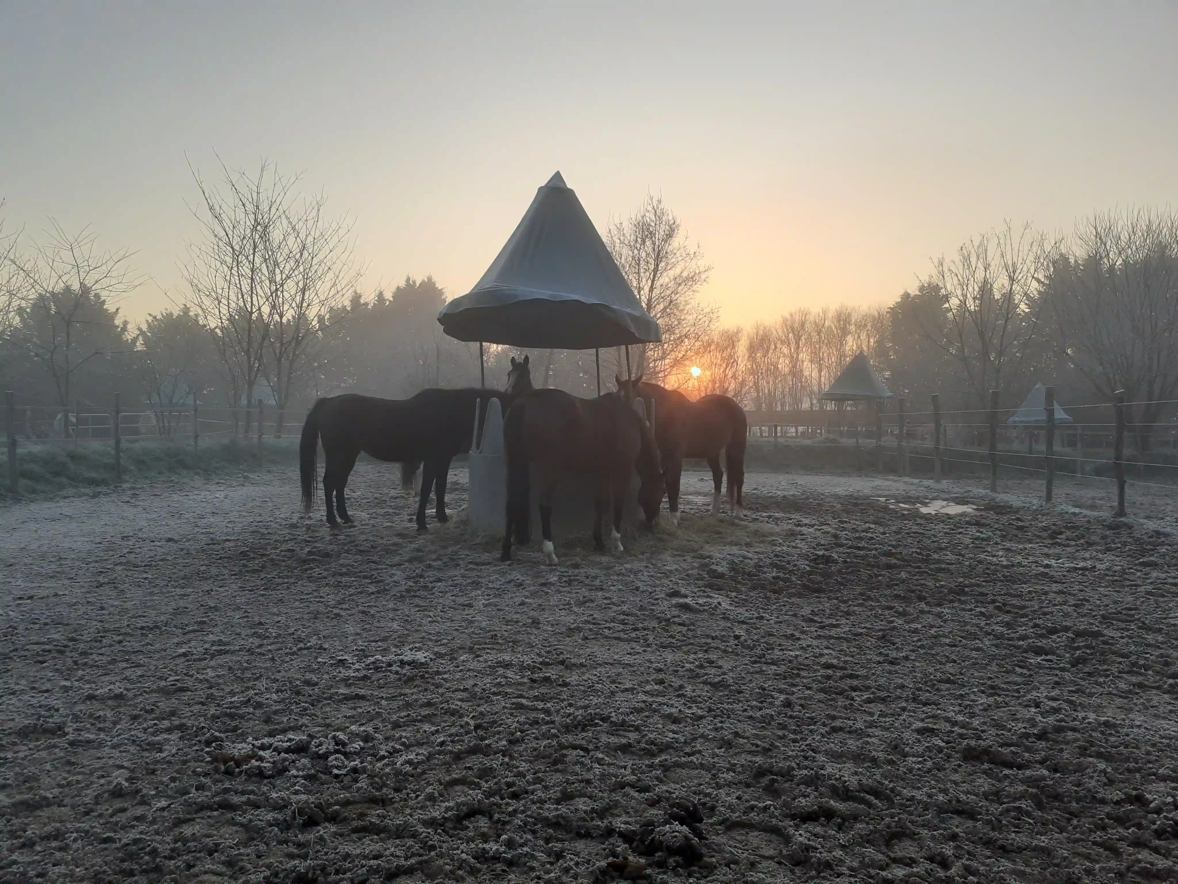 Haras De Conques Elevage De Chevaux Bordeaux HARAS 1