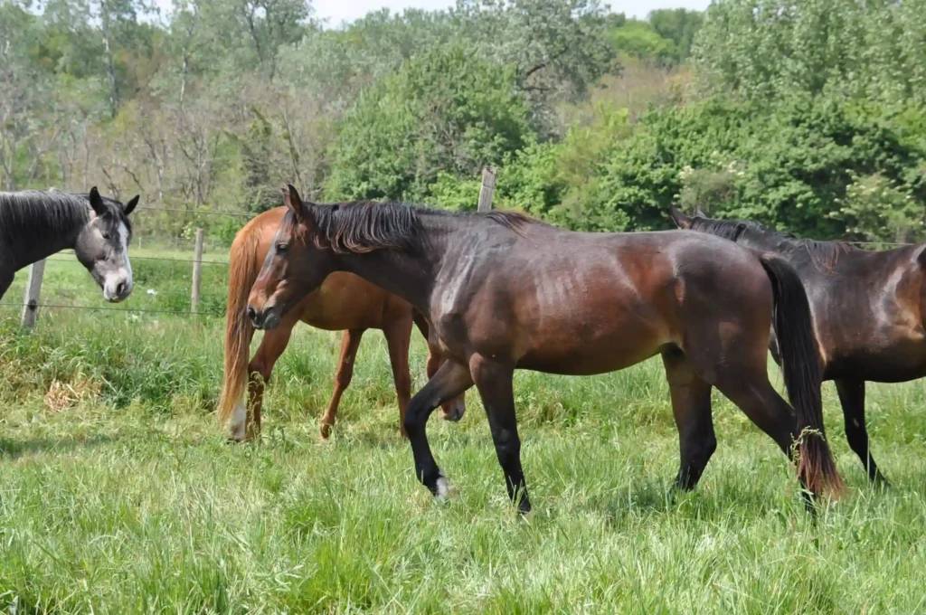 Haras De Conques Elevage De Chevaux Bordeaux Poulains J 05 21 4 1