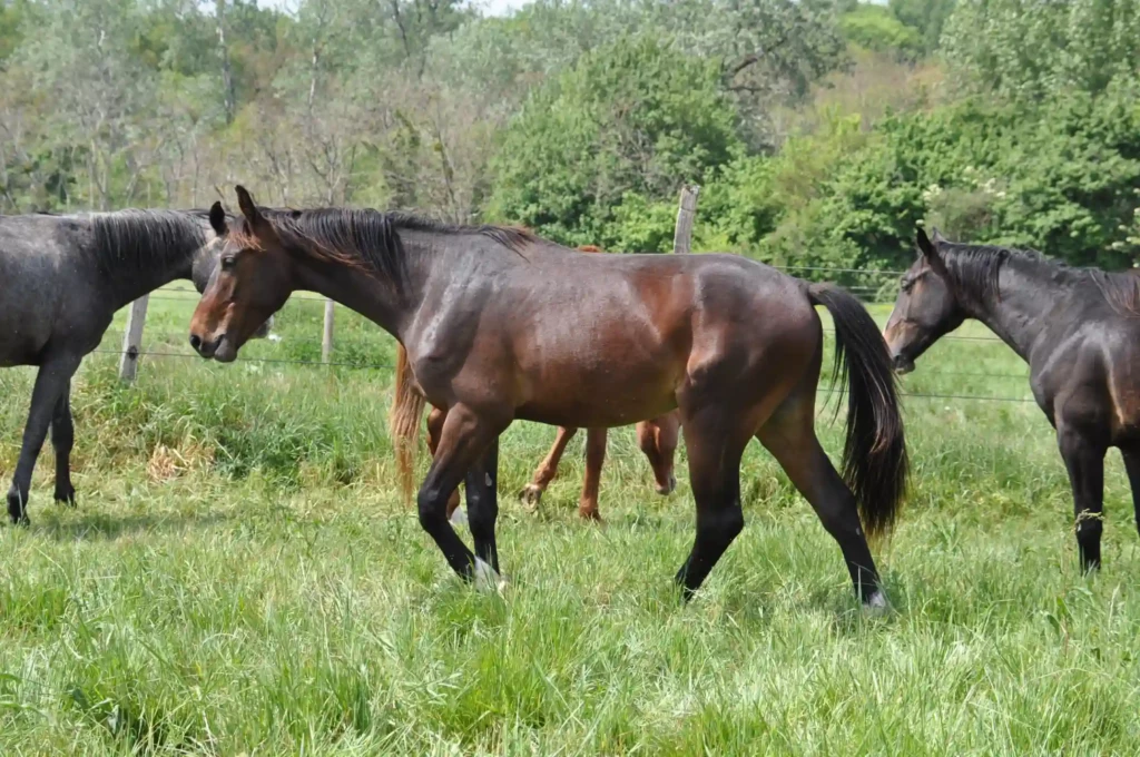 Haras De Conques Elevage De Chevaux Bordeaux Poulains J 05 21 6 1